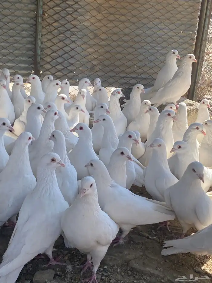 تم البيع الله يبارك لرعيه 6