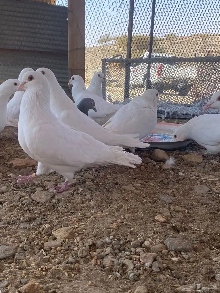 تم البيع الله يبارك لرعيه 3