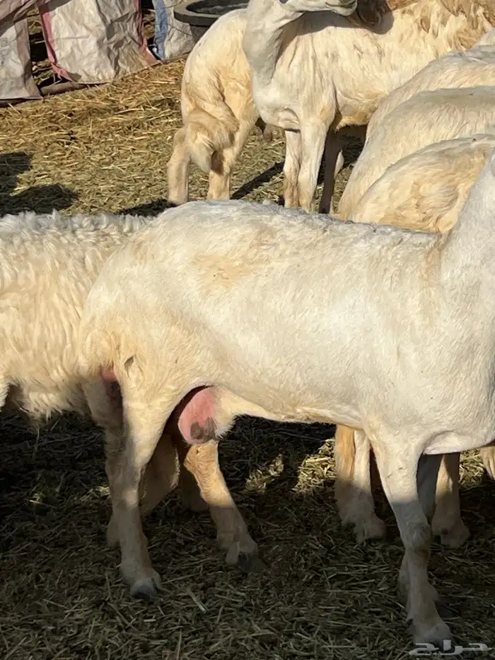 طليان وشاة حايل شحم 2