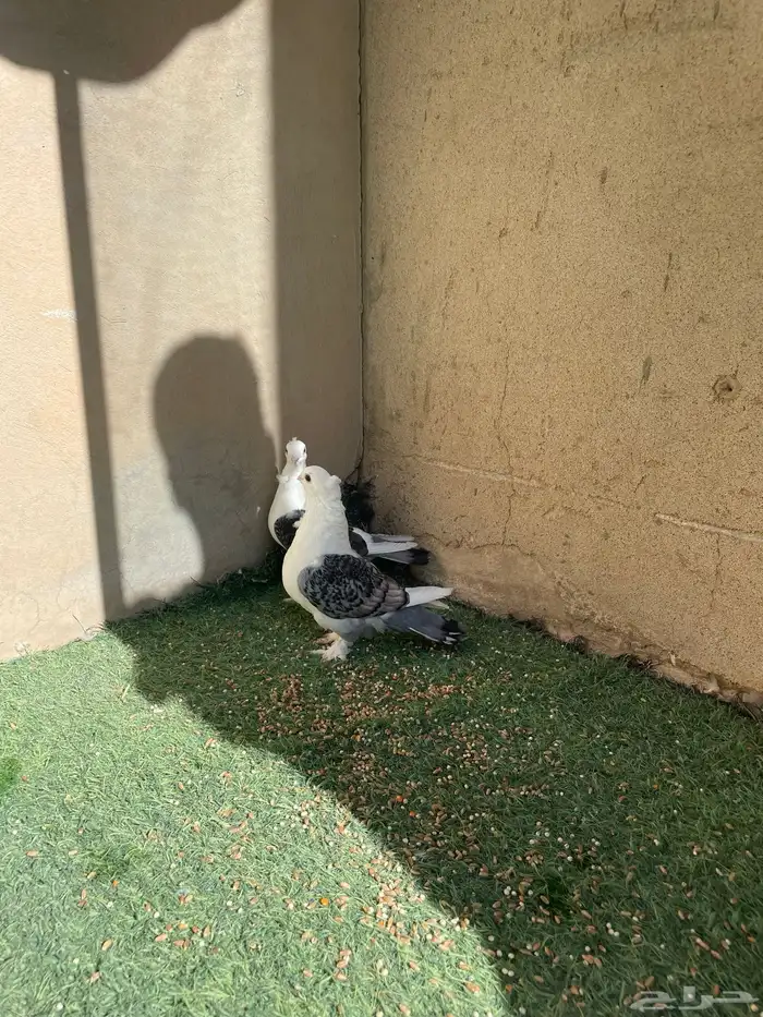 حمام حب الرمان 2