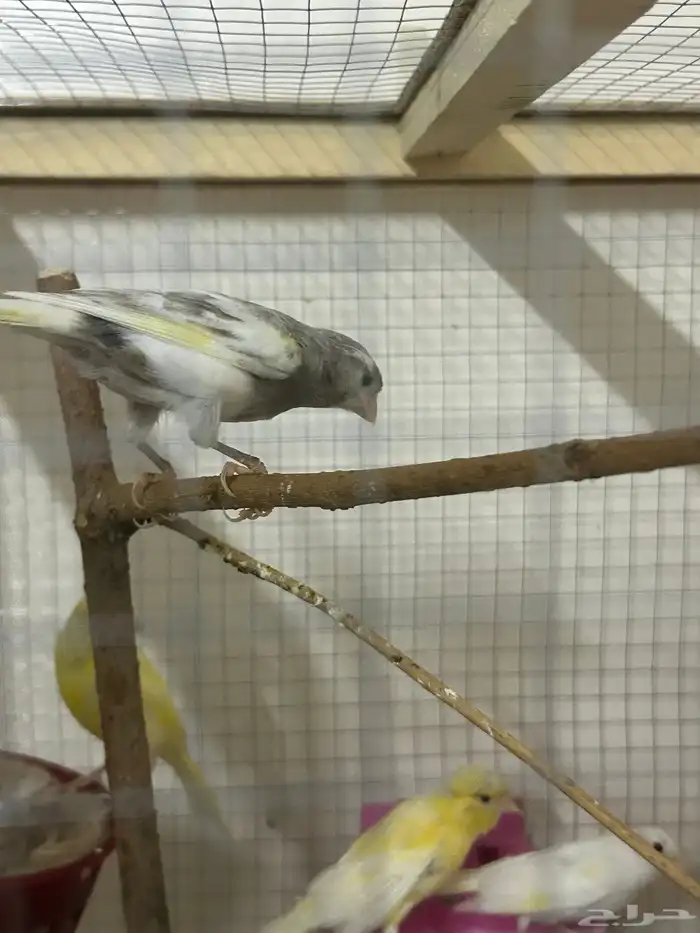 طيور كناري سوري 0