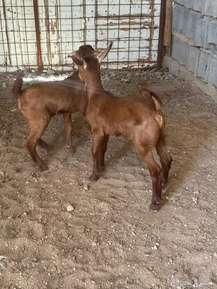 دواغير جنوبيات دهم تيس وجفره تم البيع 6