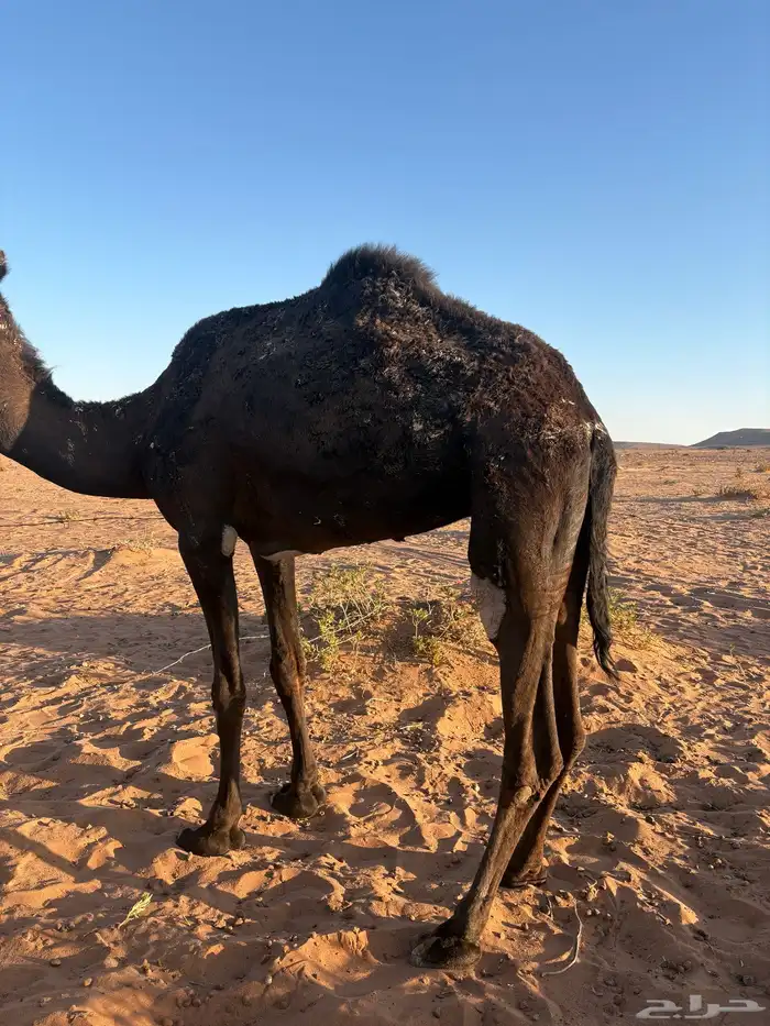 للبيع. ناقة 4