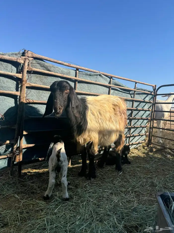 عنز متوم للبيع 1