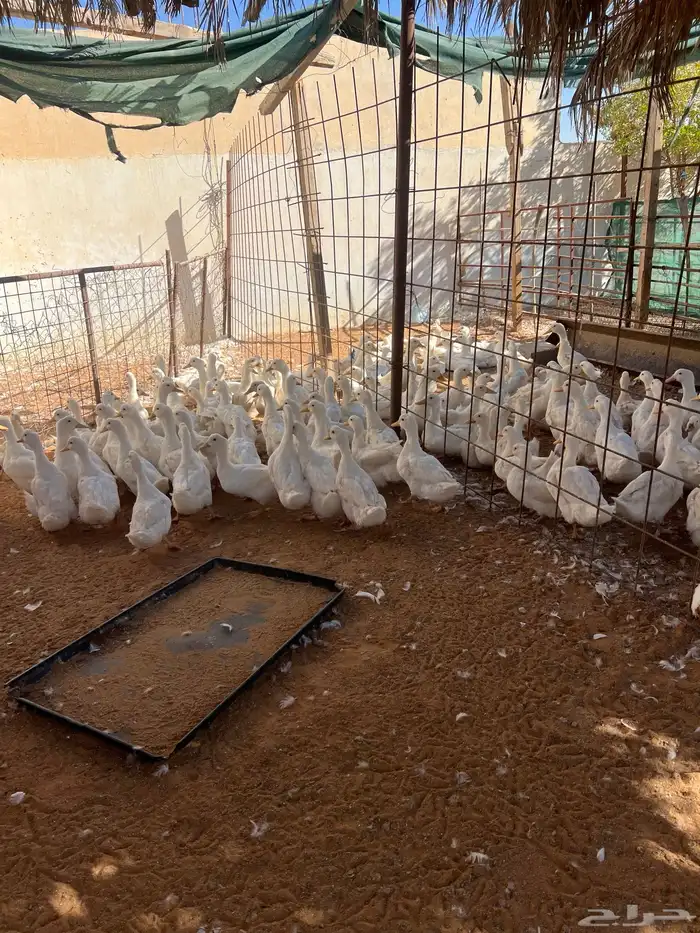 دجاج وبط ووز وبسابيس حمام وحبش 5