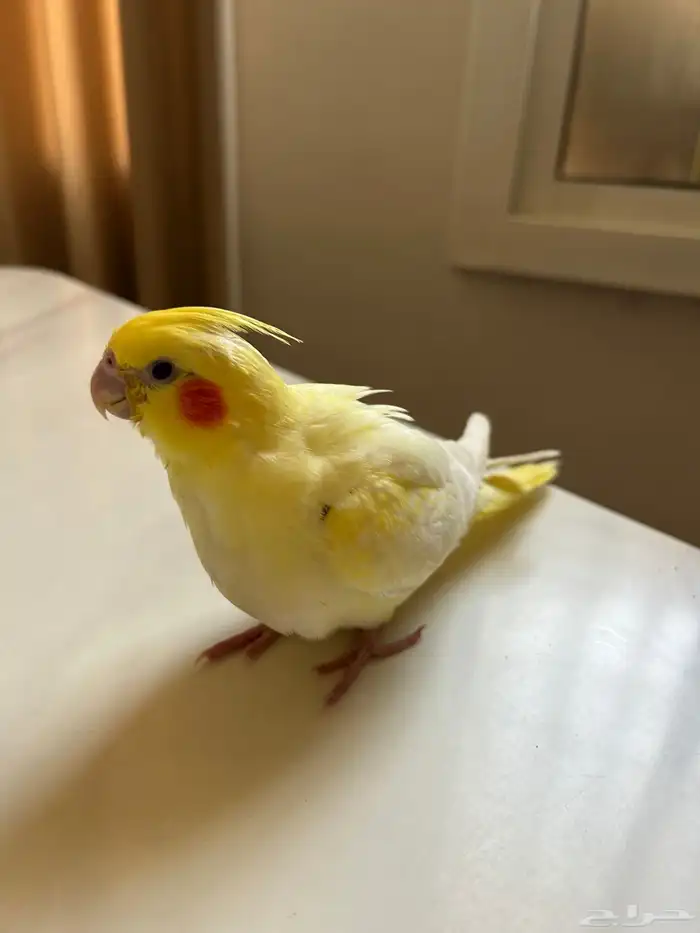 كروان للبيع ب300 1