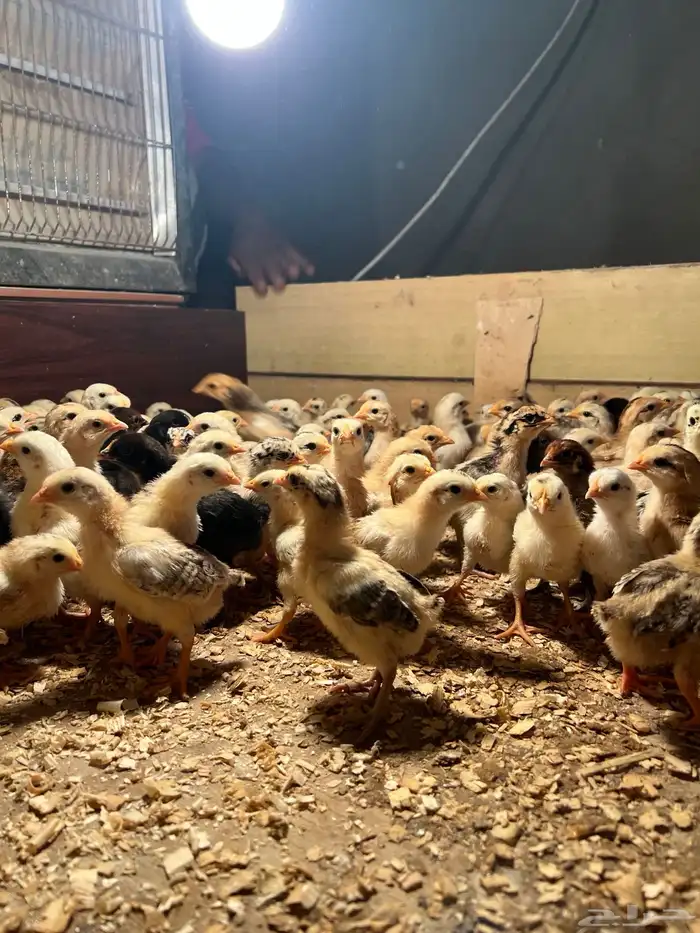 صوص بلدي فواتح عمر اسبوع تم البيع الله يبارك لنا وله 2