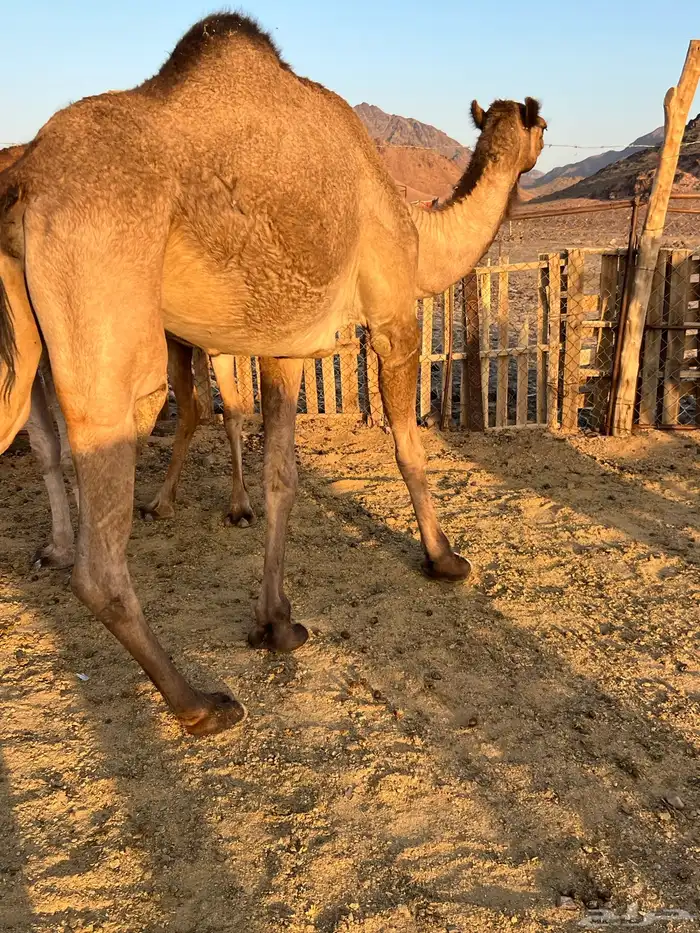 بكار عوادي لقحات من 5800 تم البيع 8