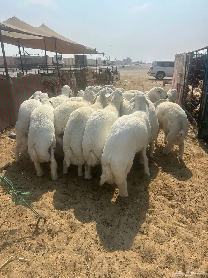 حريات جبر ناهي ووسط وهرافي ونعيم جبر ناهي ووسط وهرافي 6