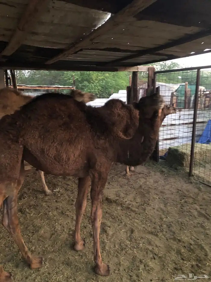 قعدان وبكار 8