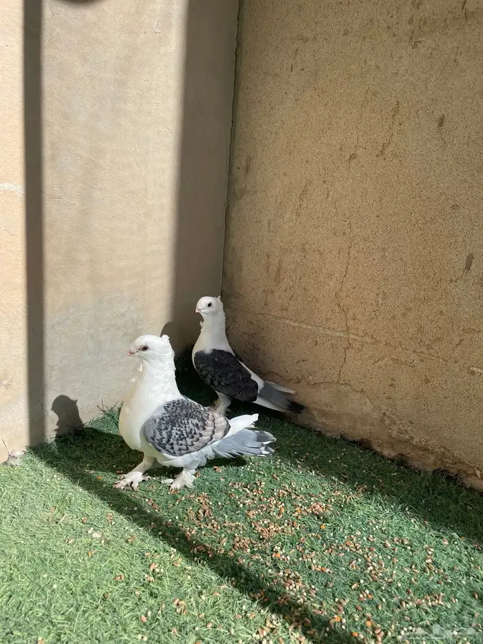 حمام حب الرمان 4