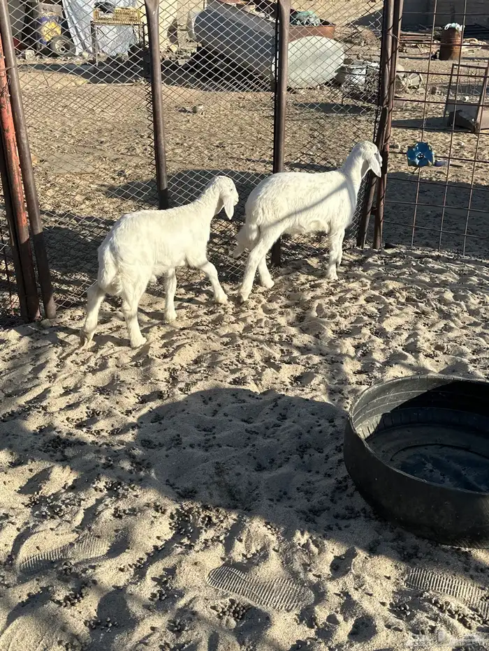 2 طليان شحم نضيفه 1