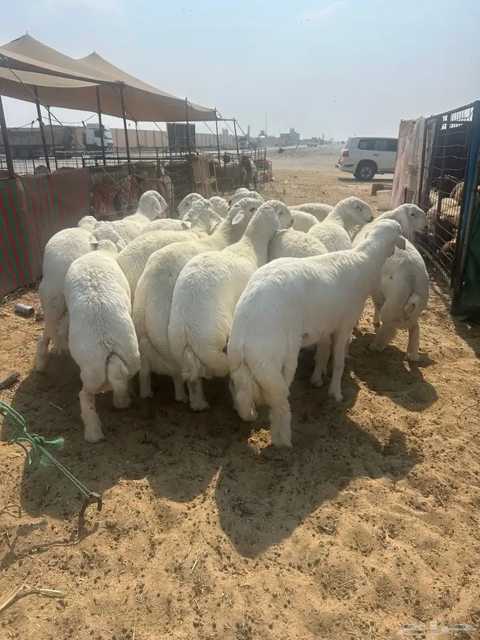 حريات جبر ناهي ووسط وهرافي ونعيم جبر ناهي ووسط وهرافي 3