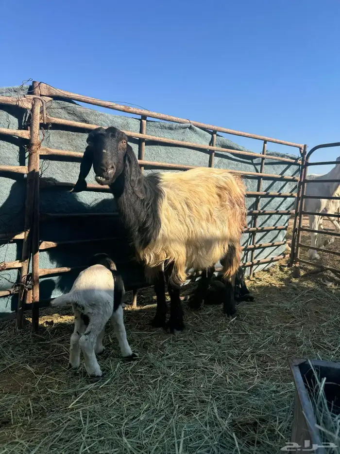 عنز متوم للبيع 0