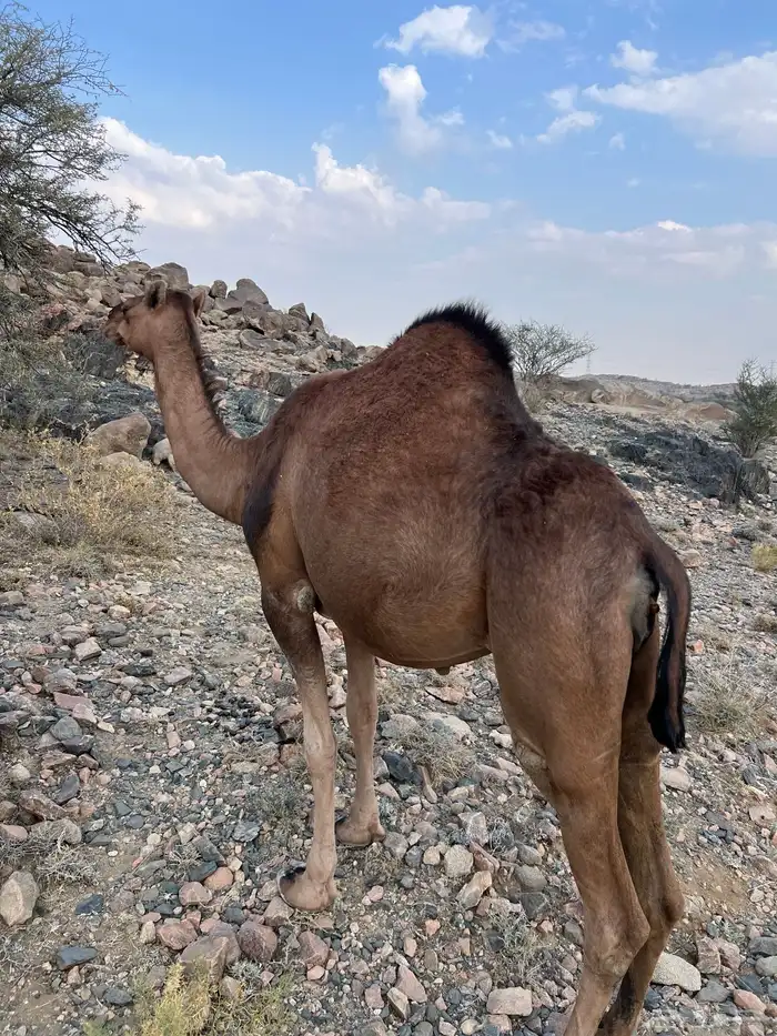 بكره حمراء ملاقي ( مشروطه )( بكر ثنيه ) 2