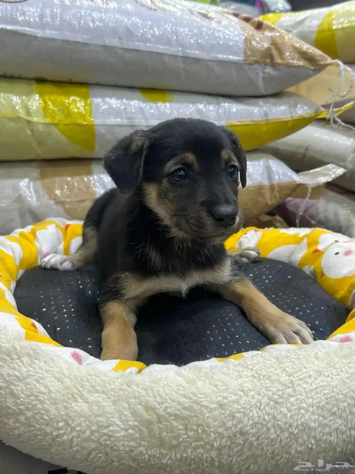 جراؤه جيرمن 2