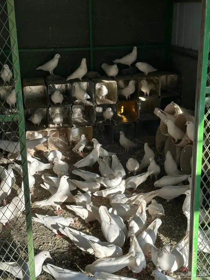 حمام فرنسي سوبر جامبو 3