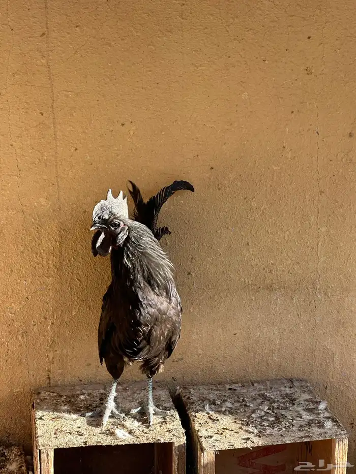 ديك اندنوسي اسود 4