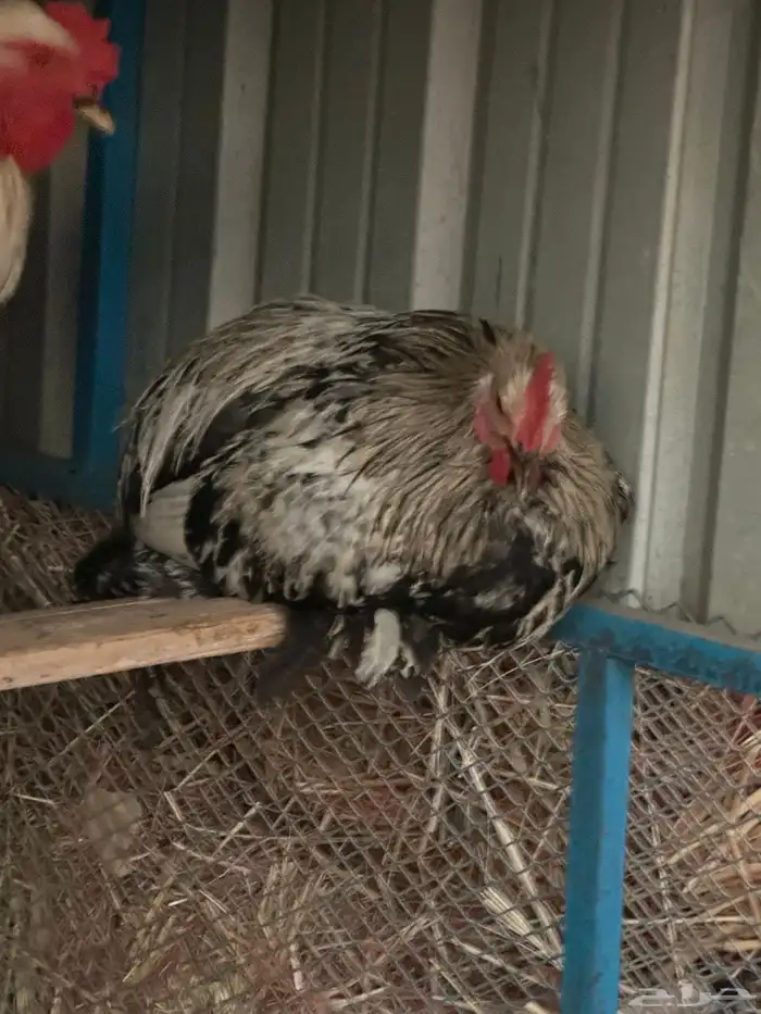 ديوك براهما وأطقم براهما دجاجة وديك 9