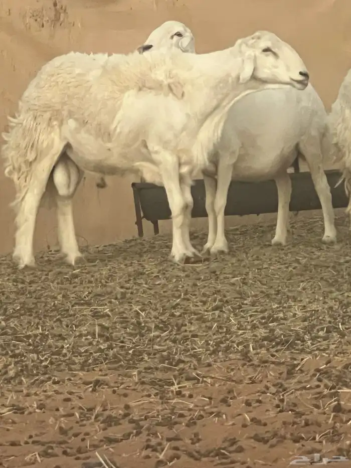 فحل حري جااامع حار معرف مشروط 0