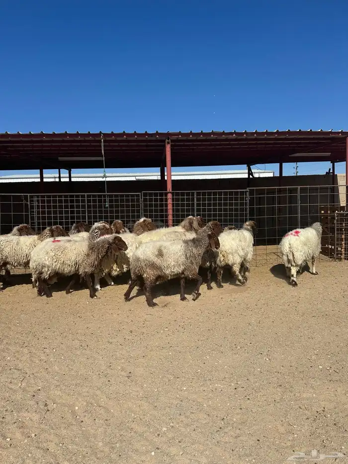 غنم انعيم طيبه البييع 0