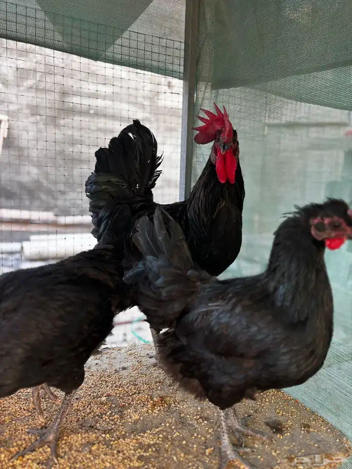 بيض دجاج استرلوب 2