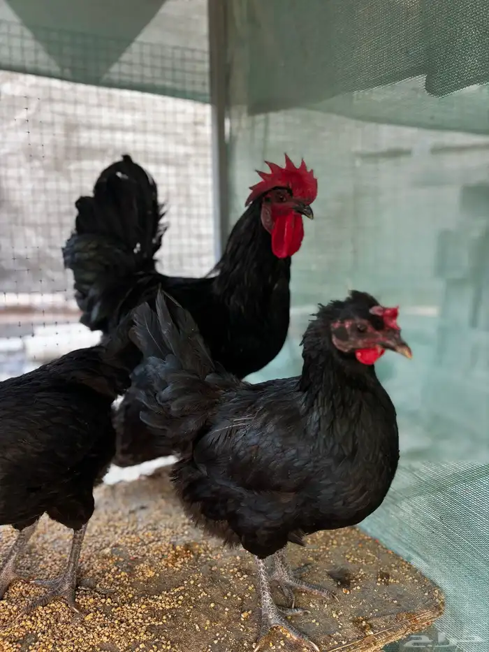 بيض دجاج استرلوب 3