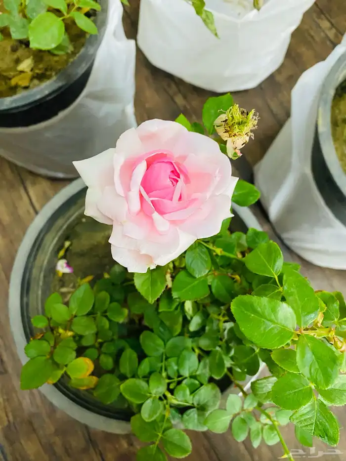 شتلات ورد جوري 2