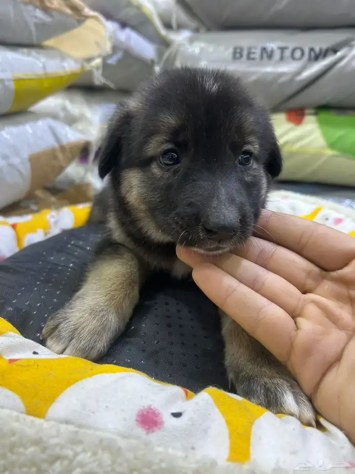 جراؤه جيرمن 9