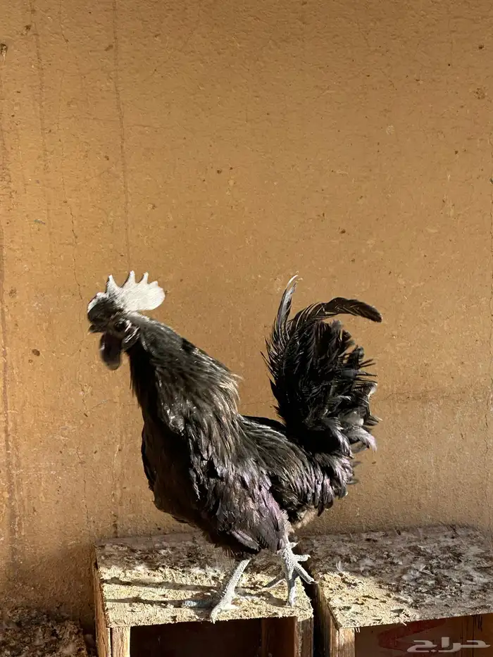 ديك اندنوسي اسود 2