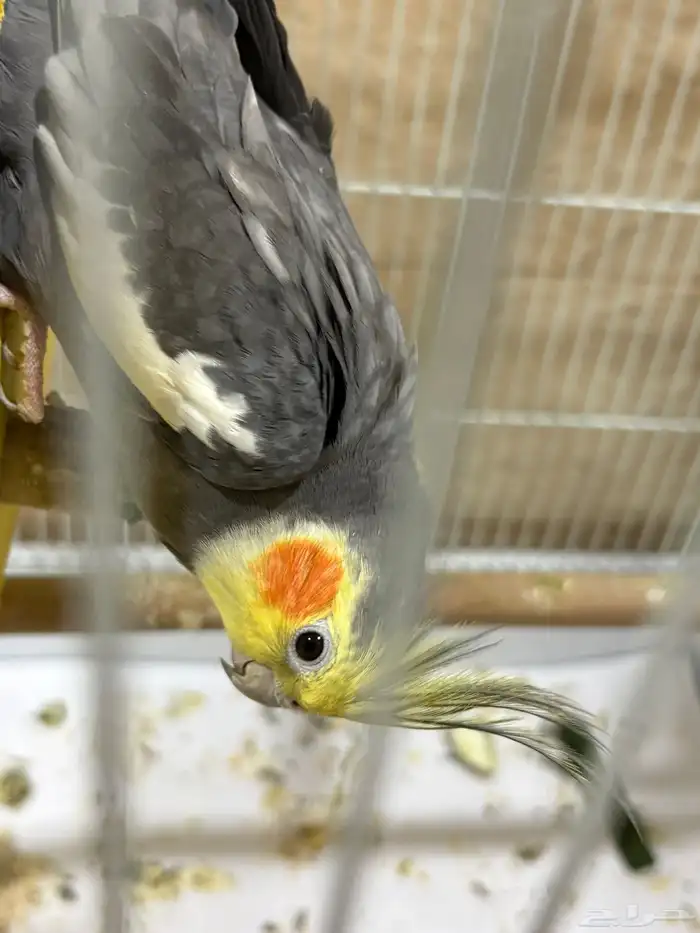 للبيع زوج كروان 3