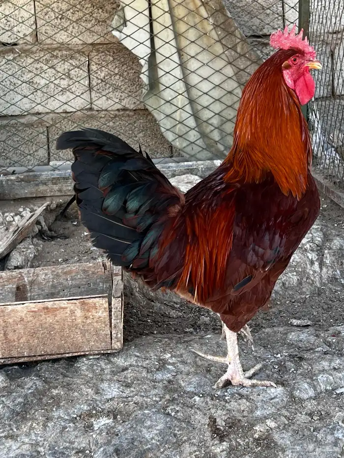 دجاج فرنسي 0