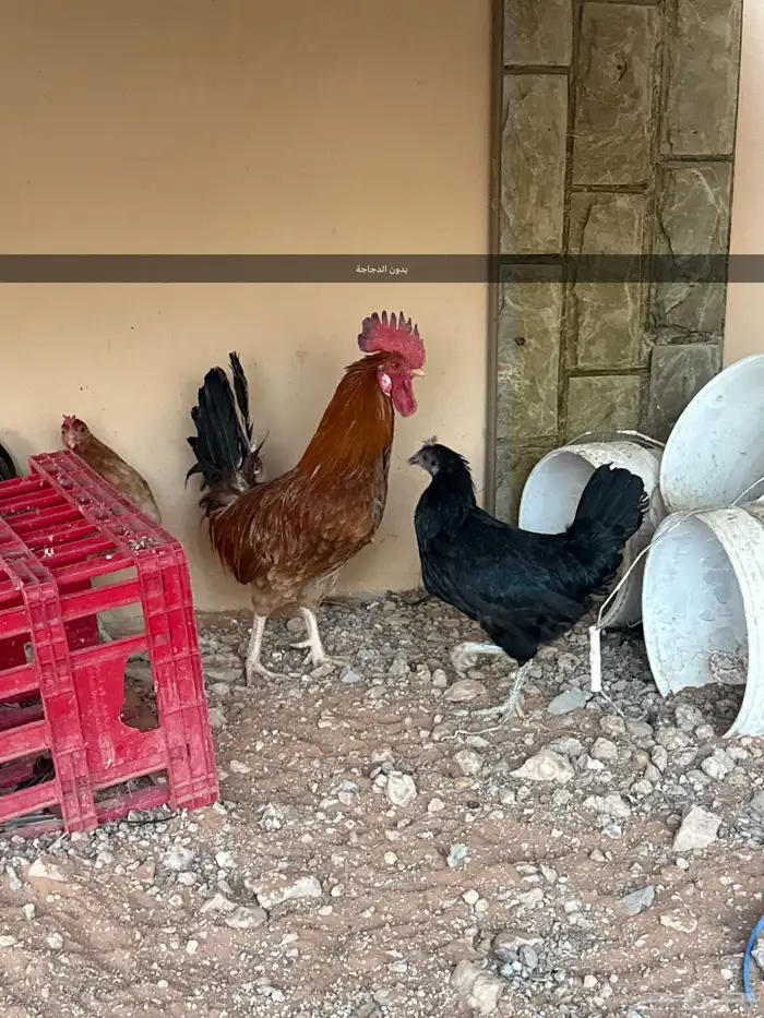 ديك ودجاجة للبيع 1
