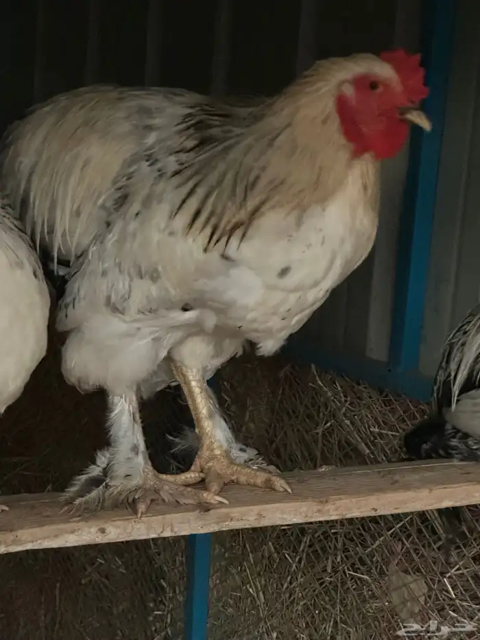 ديوك براهما وأطقم براهما دجاجة وديك 10