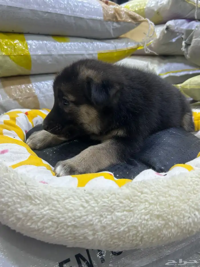 جراؤه جيرمن 10