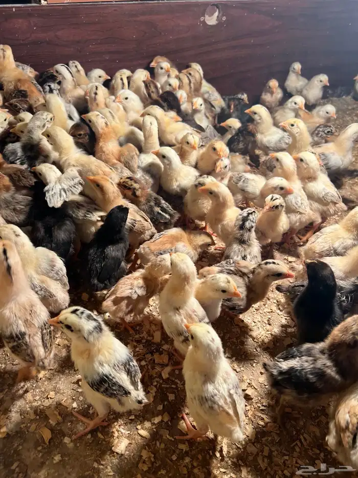 صوص بلدي فواتح عمر اسبوع تم البيع الله يبارك لنا وله 3