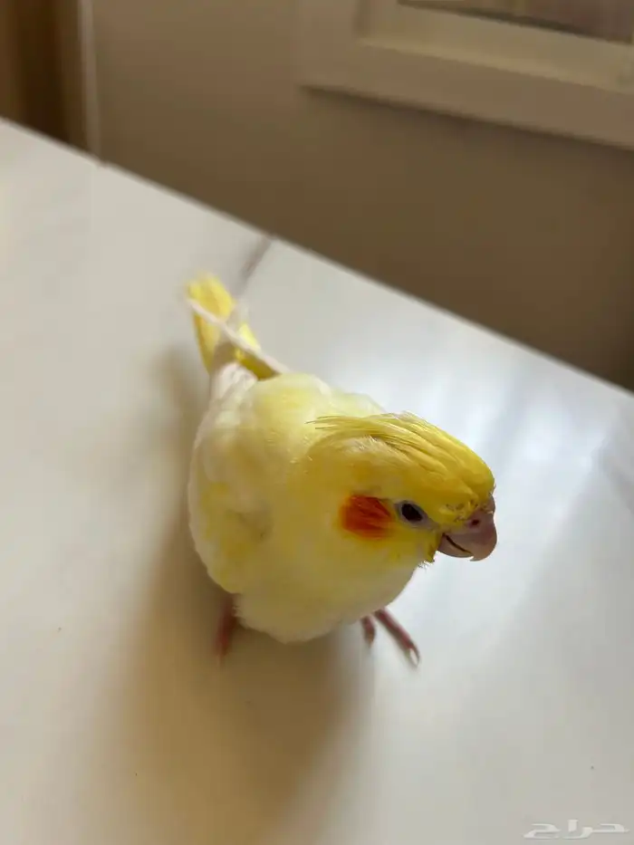 كروان للبيع ب300 2