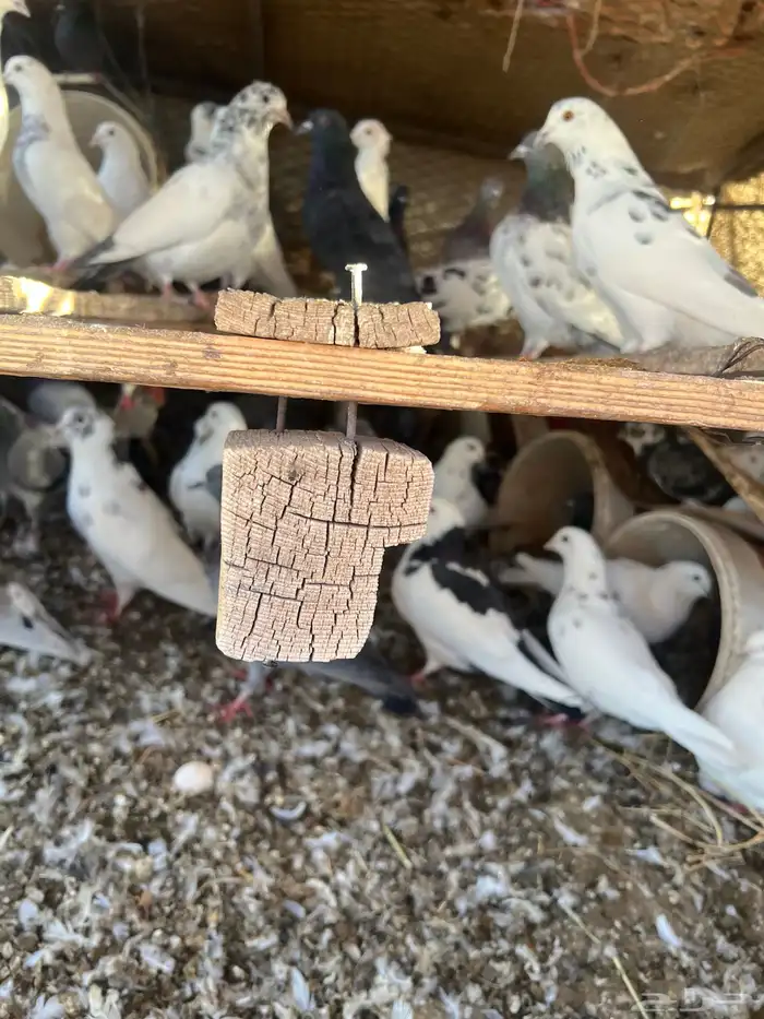 حمام عدد 80 4