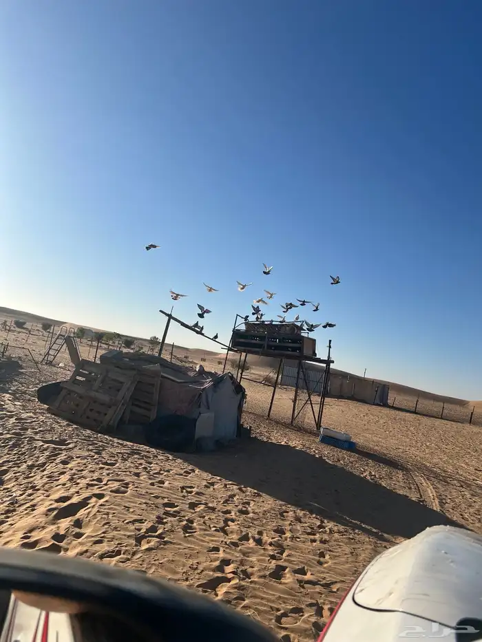 حمام عدد 80 1