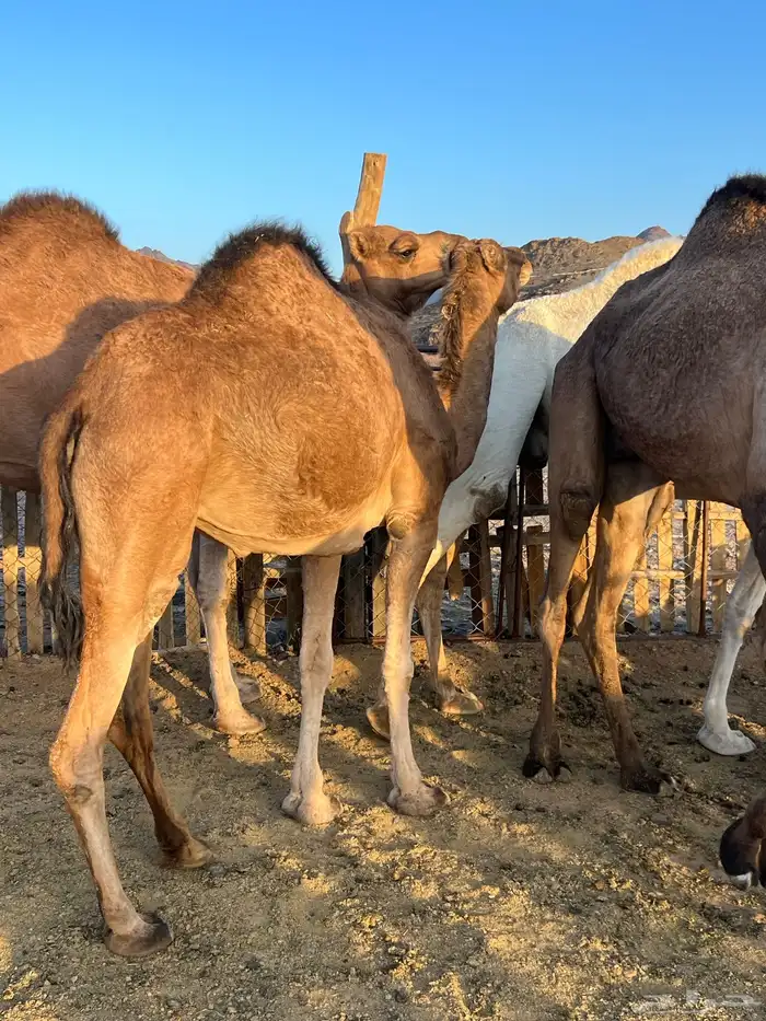 بكار عوادي لقحات من 5800 تم البيع 2