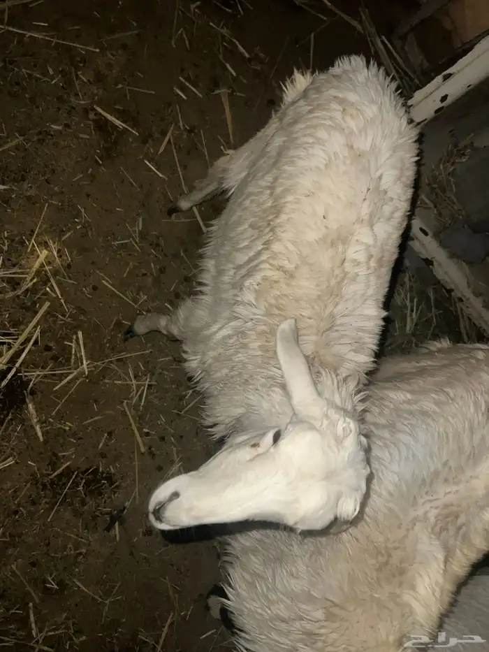 نعجه رخل للبيع 1