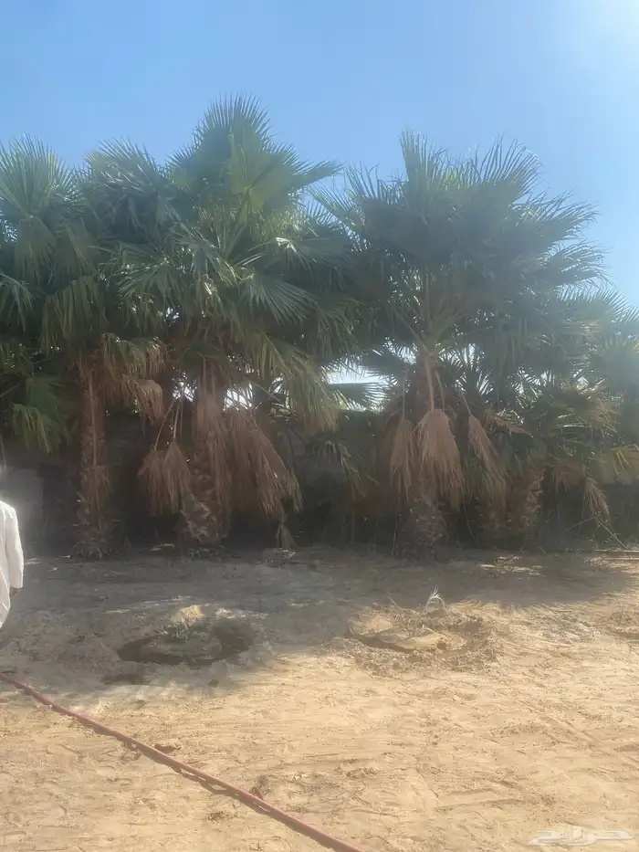 شجر واشنطن 1