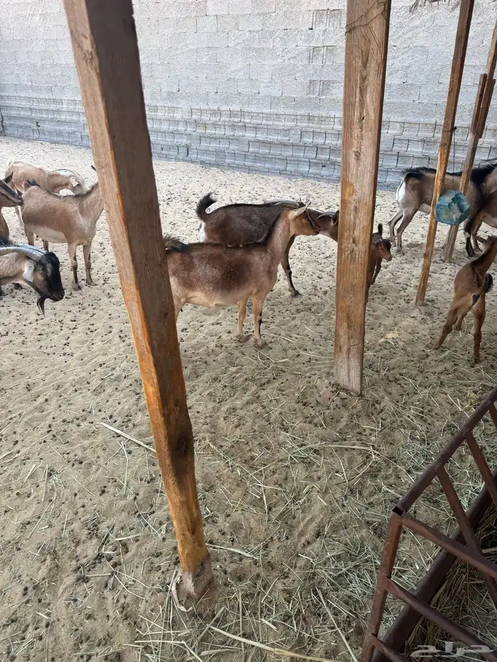 معزاء للبيع 7