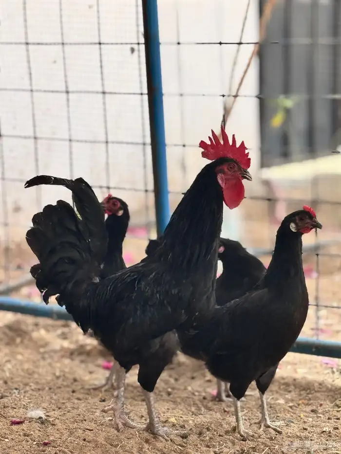 للبيع بيض بلدي اسود صك 0