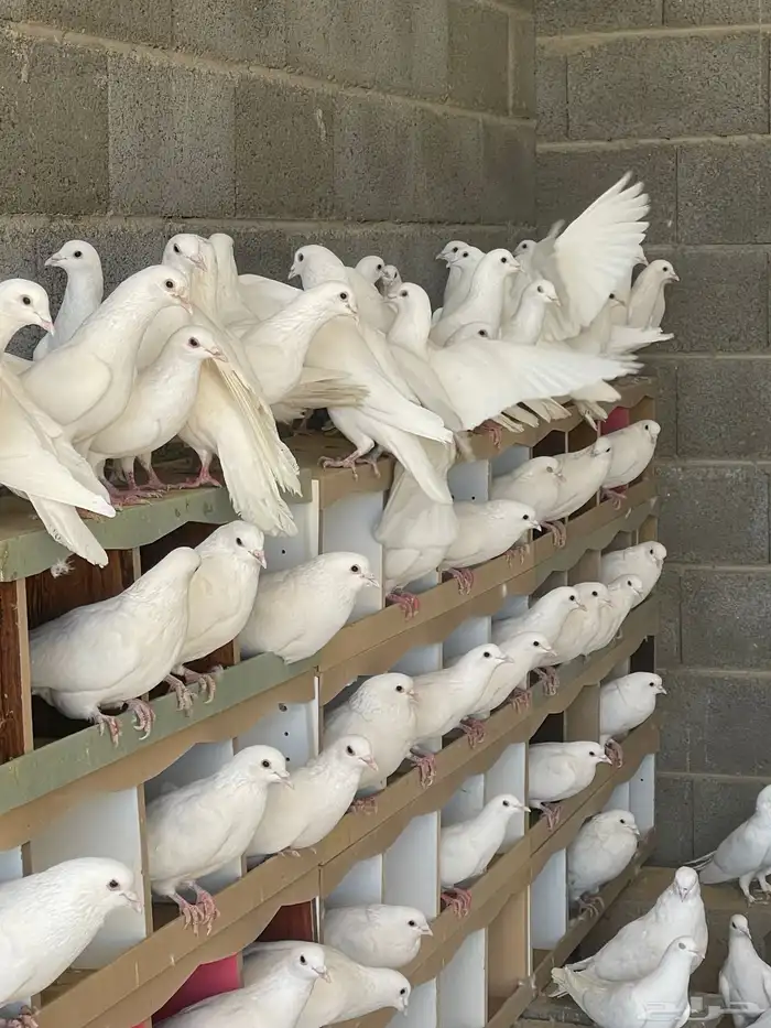 حمام فرنسي امهات 1