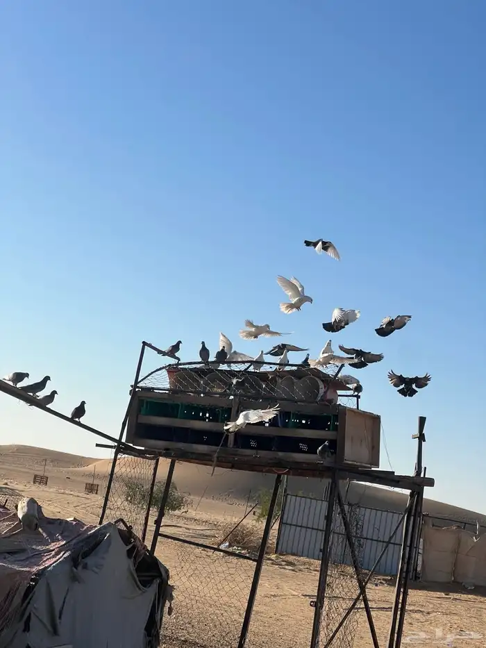 حمام عدد 80 2