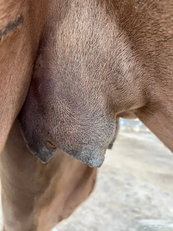 بكره حمراء ملاقي ( مشروطه )( بكر ثنيه ) 3