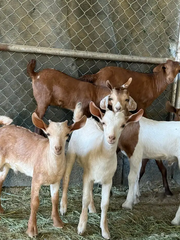 6 تيوس و عنقان حص فل شحم ( تم البيع ) 1