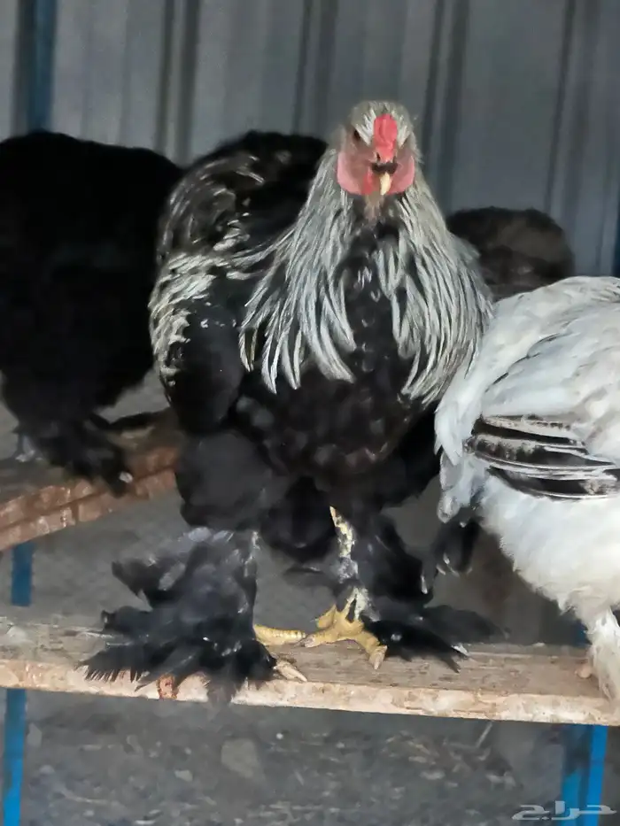 ديوك براهما وأطقم براهما دجاجة وديك 8