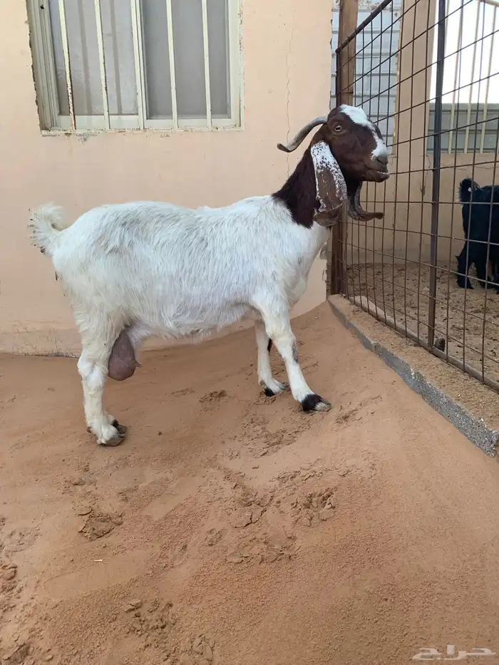 عنز حليب هجين بورقت 0